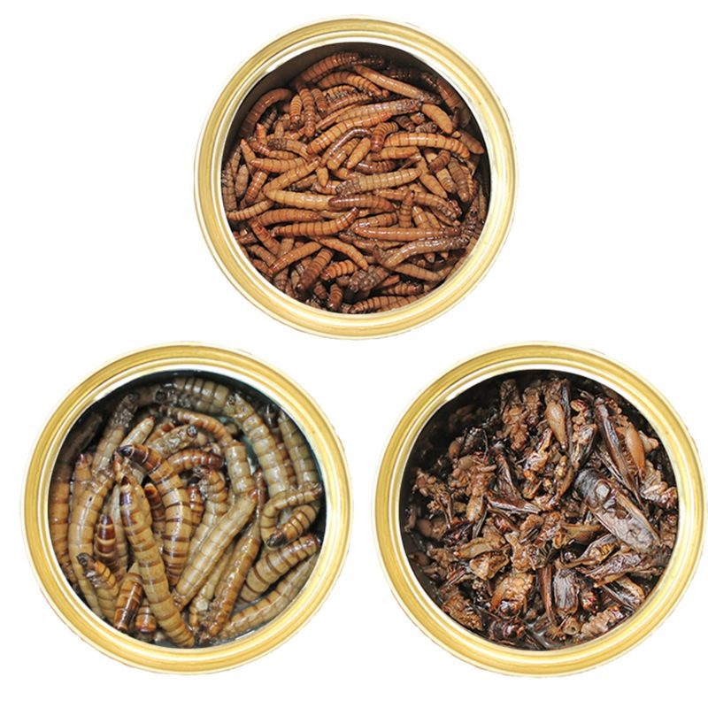 Canned Insect 3 Pack 81b3d74d 8700 4200 bd1b abc9e363663b