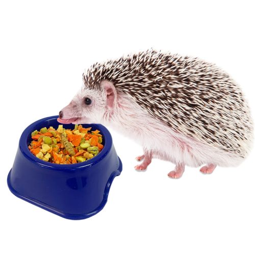 HedgieBugsVeggieBowl2 600a2ebb ab81 454c aa2c d78db702b937