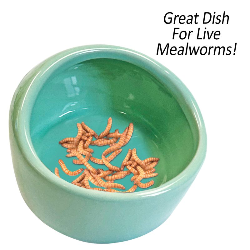 NoTipCeramicFeedStationLiveMealworms2 cb772542 16b9 41b2 84c1 1f494cb26098