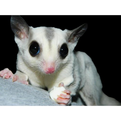 YoguDropsWithSugarGlider2